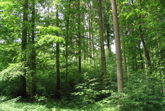 Wald