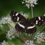 Schmetterling